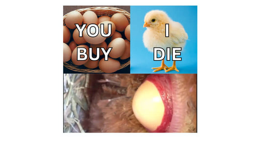 Why《EggNot》?