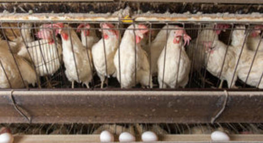 FARM EGG TRAGEDY !